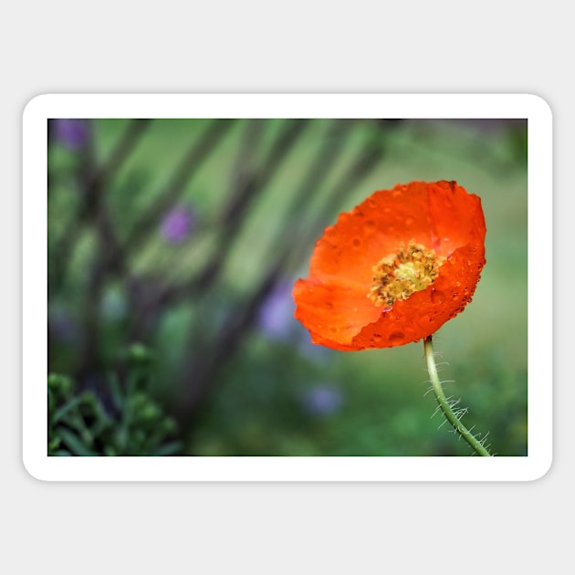 Dewy Red Poppy Sticker by 1Redbublppasswo